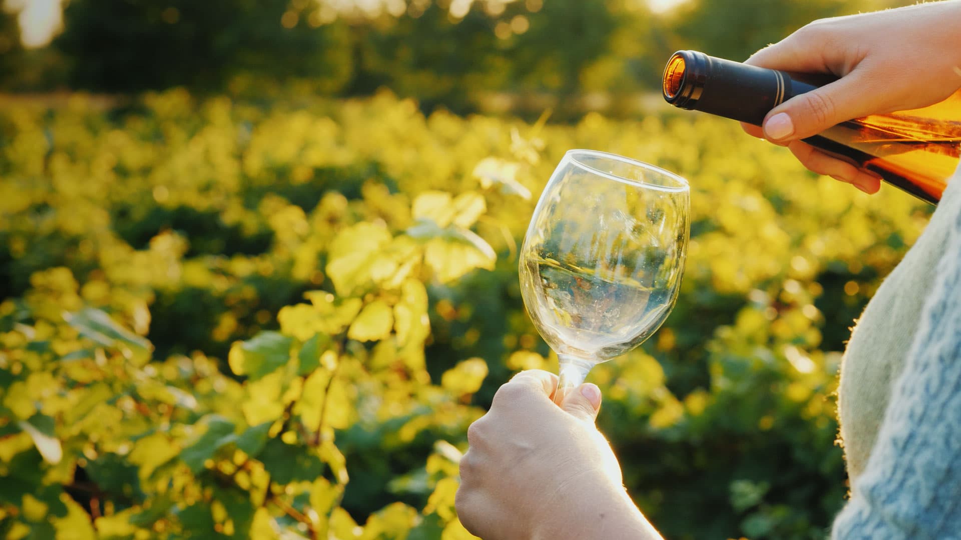 Calice di vino servito in mezzo ad una vigna di Potenza Picena